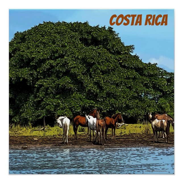 Pferde am Wasser - Costa Rica Poster (Vorderseite)