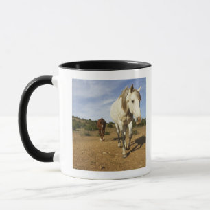 Pferde, Aude, Languedoc-Roussillon, Frankreich Tasse