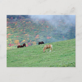 Pferde auf dem Berg Postkarte
