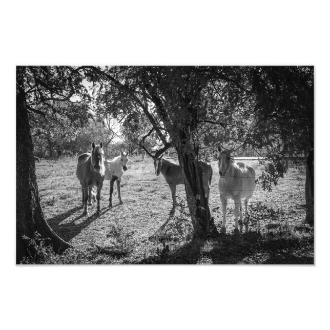 Pferde auf dem Feld Fotodruck (Vorne)