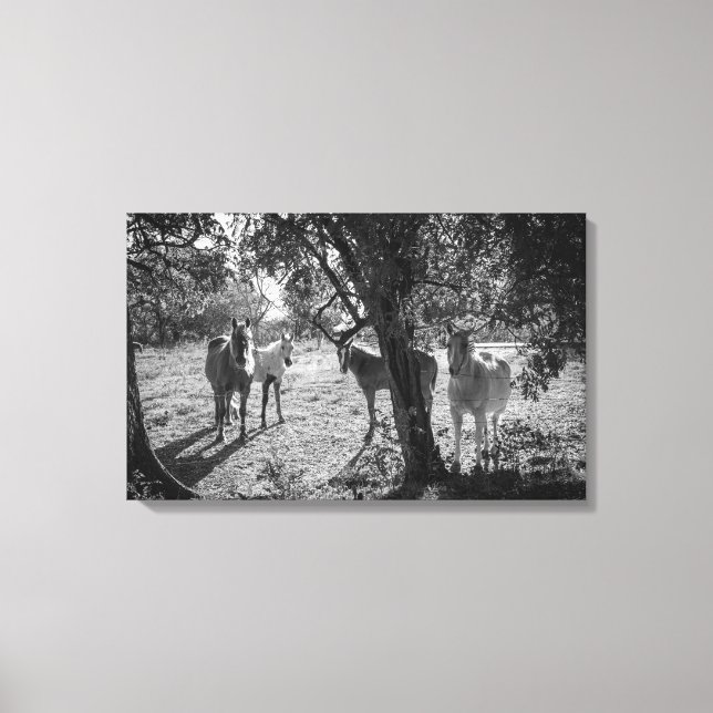 Pferde auf dem Feld Leinwanddruck (Vorderseite)
