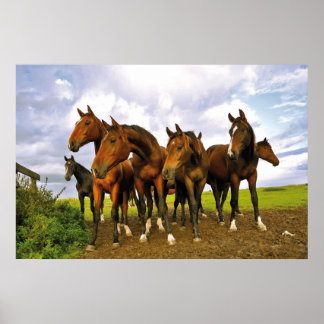 Pferde auf dem Feld Poster