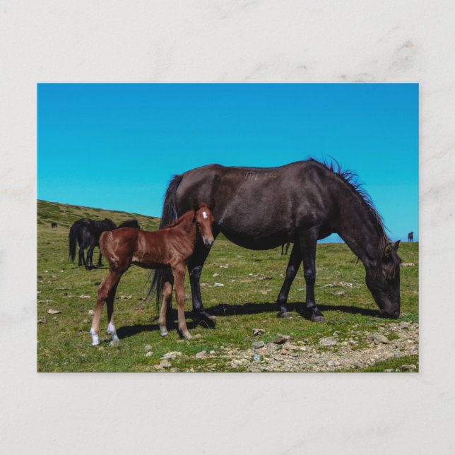 Pferde auf dem Feld Postkarte (Vorderseite)