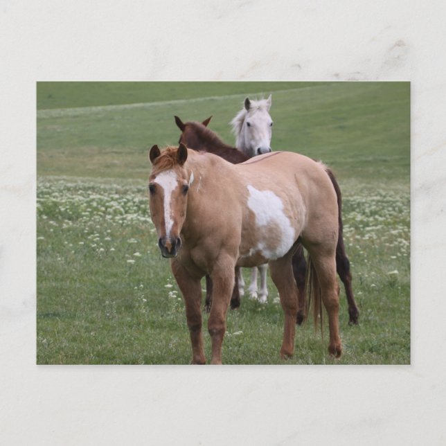 Pferde auf der Postkarte (Vorderseite)