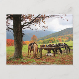 Pferde auf der Postkarte des Berges