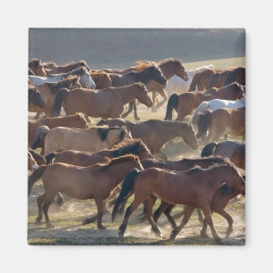 Pferde auf der Ranch, Innere Mongolei, China Magnet