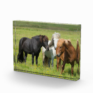 Pferde auf der Ranch, Südisland Fotoblock