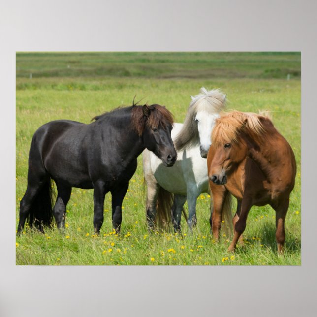 Pferde auf der Ranch, Südisland Poster (Vorne)