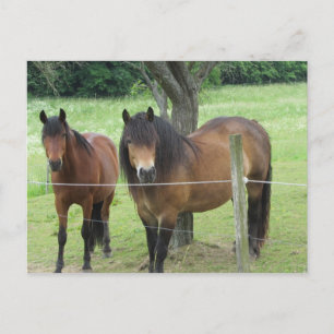 Pferde auf der Weide Postkarte