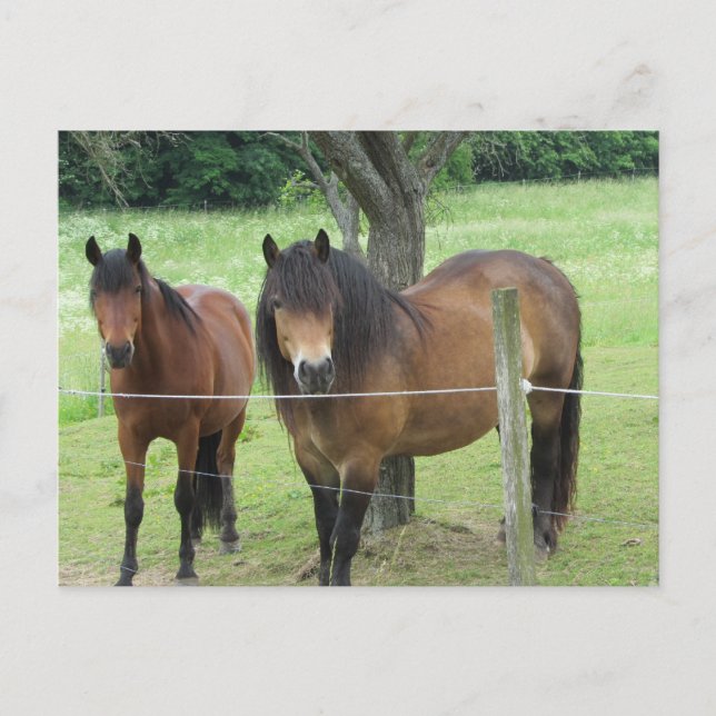 Pferde auf der Weide Postkarte (Vorderseite)