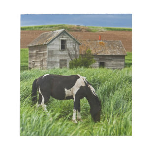 Pferde auf einem Feld in der Palouse 2 betrachten Notizblock