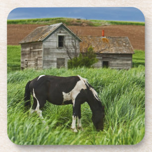 Pferde auf einem Feld in der Palouse 2 Getränkeuntersetzer