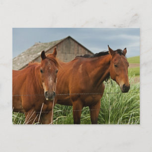 Pferde auf einem Feld in der Palouse 3 betrachten Postkarte
