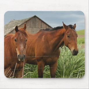 Pferde auf einem Feld in der Palouse betrachten 3 Mousepad