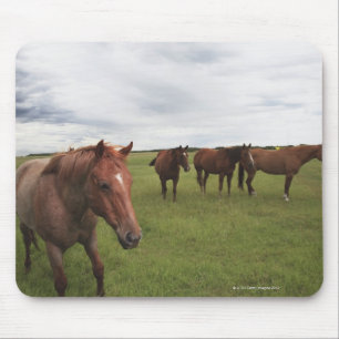 Pferde auf einem Feld Mousepad