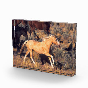 Pferde auf einer Ponderosa-Ranch Fotoblock