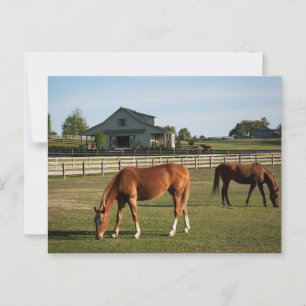 Pferde auf einer Ranch in Alabama Postkarte