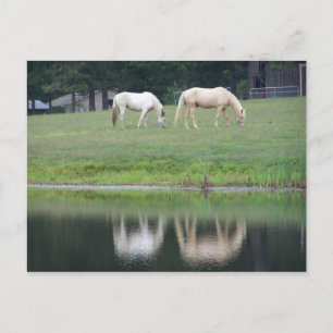 Pferde auf Teich-Postkarte Postkarte