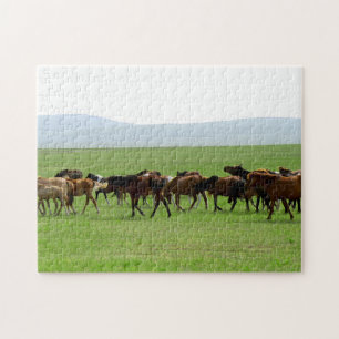 Pferde auf Weide - Landschaftsfotografie