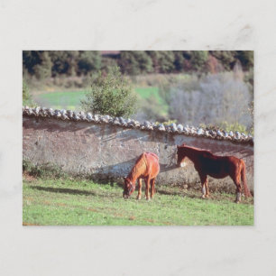 Pferde auf Weide Postkarte