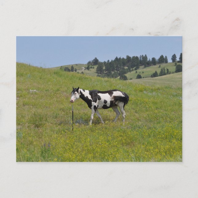Pferde des Westens von Janz Print Number 1 Postkar Postkarte (Vorderseite)
