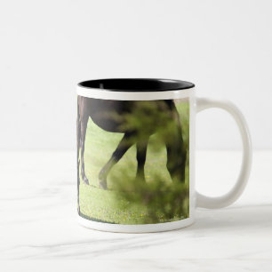 Pferde, die auf einem Pferdebauernhof weiden Zweifarbige Tasse