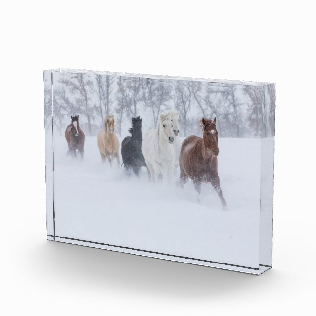 Pferde, die durch den Schnee laufen Fotoblock (Rechts)