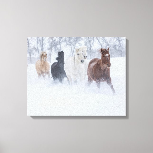 Pferde, die durch den Schnee laufen Leinwanddruck (Vorderseite)