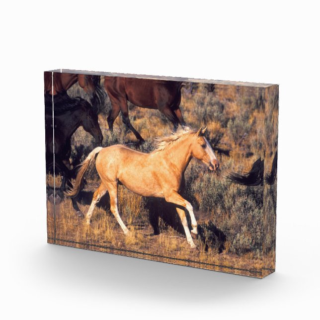 Pferde, die eine Ponderosa Ranch laufen Fotoblock (Rechts)