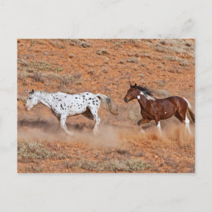 Pferde, die in Big Horn MT von Shell Wyoming herum Postkarte
