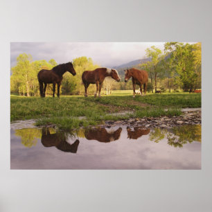 Pferde, die in kleinen Bach reflektiert werden, Hö Poster