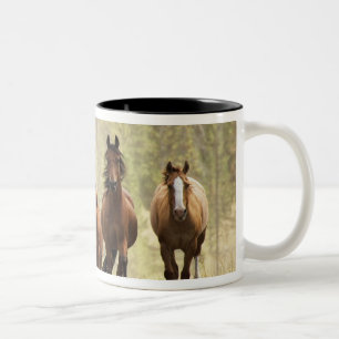 Pferde, die während der Roundup einen kleinen Hüge Zweifarbige Tasse