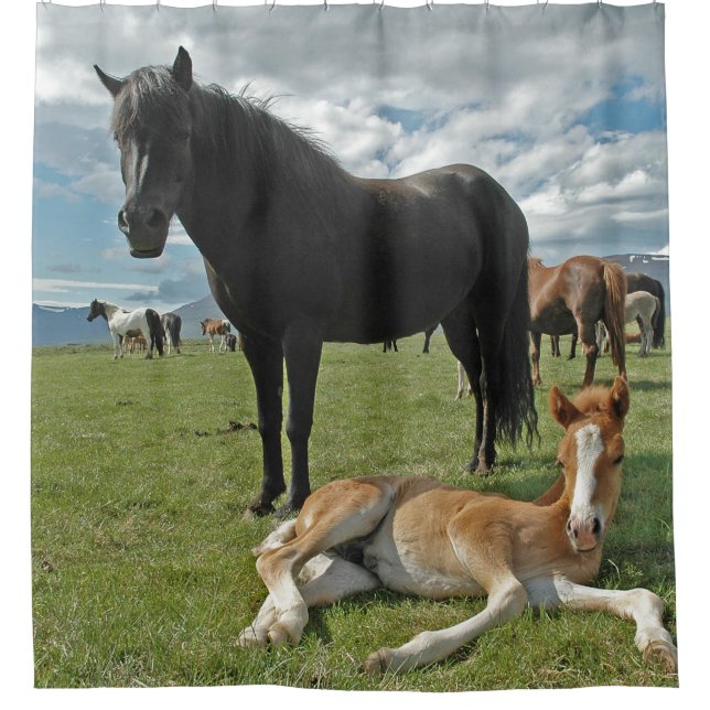 Pferde Duschvorhang (Vorderseite)