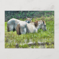 Pferde entlang des Amazonas