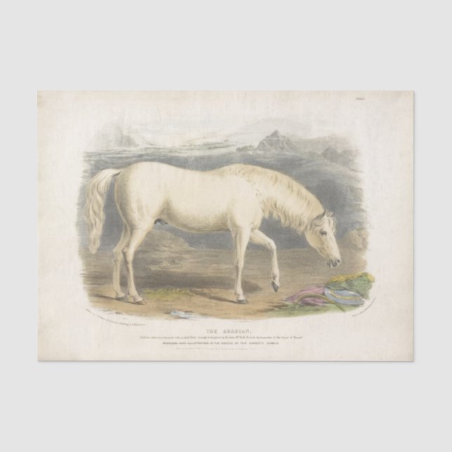 Pferde Ephemera Decoupage Vintag Arabian Seidenpapier (Vorderseite)