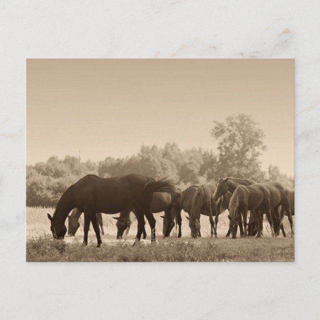 Pferde Grazing - Sepia Toned Foto Postkarte (Vorderseite)