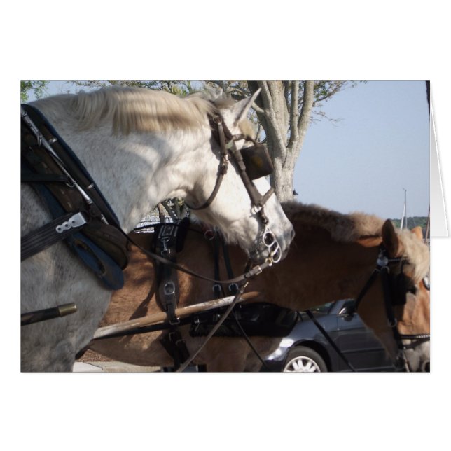 Pferde im Geschirr (Vorderseite (Horizontal))