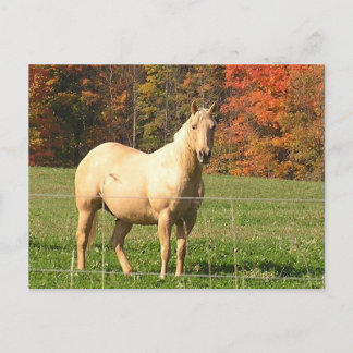 Pferde im Herbst Postkarte