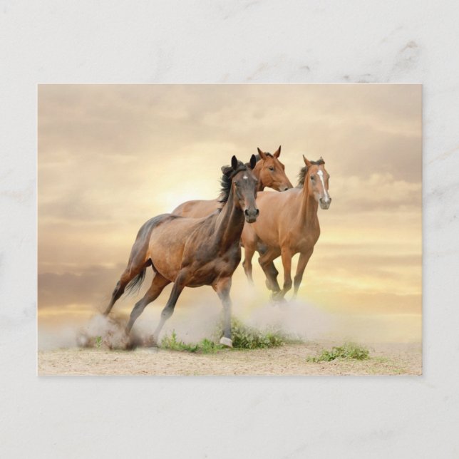 Pferde im Sonnenuntergang Postkarte (Vorderseite)