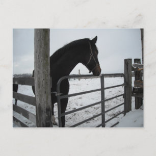 Pferde im Winter Postkarte