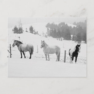 Pferde im Winter Postkarte