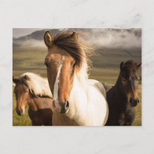 Pferde in den Bergen Schöne und majestätische Postkarte