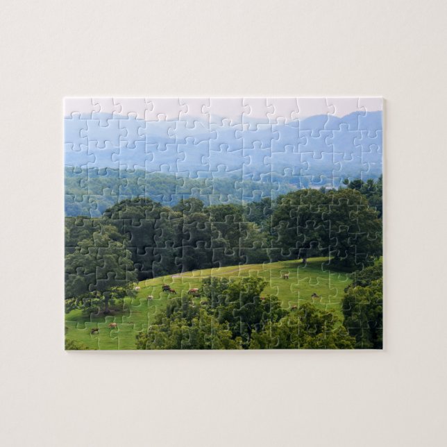 Pferde in den Blue Ridge Mountains - 8 x 10 Zoll (Horizontal)