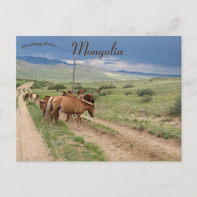 Pferde in der Mongolei Postkarte (Vorderseite)