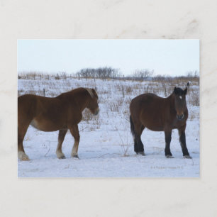 Pferde in der Präfektur Hokkaido, Cape Kiritappu, Postkarte