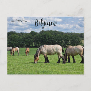 Pferde in Durbuy Belgien Postkarte