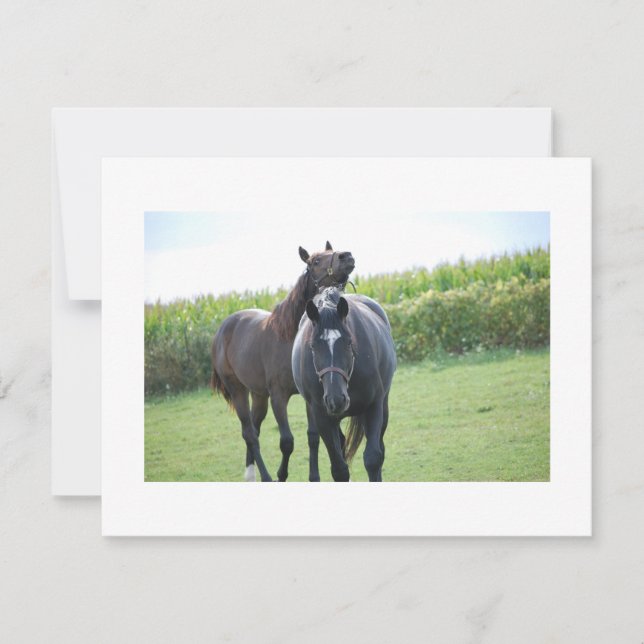 Pferde in Liebe (Vorderseite)