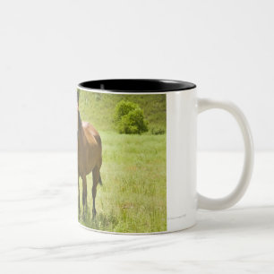Pferde in San- Rafaeltal, Arizona Zweifarbige Tasse
