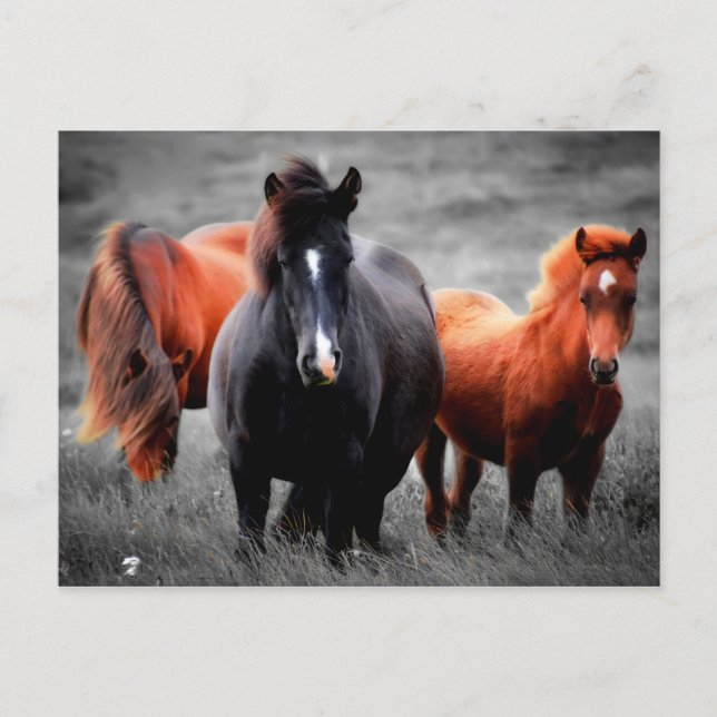 Pferde in Teilfarbfotografie Postkarte (Vorderseite)