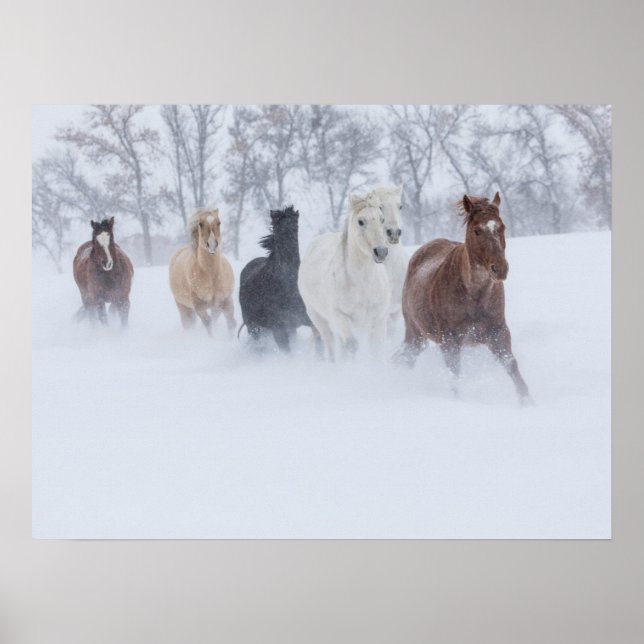 Pferde laufen durch den Schnee Poster (Vorne)